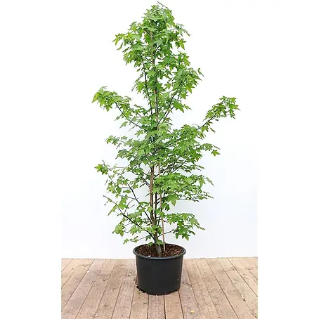 Pflanzen für dich  Amberbaum 175-200 cm