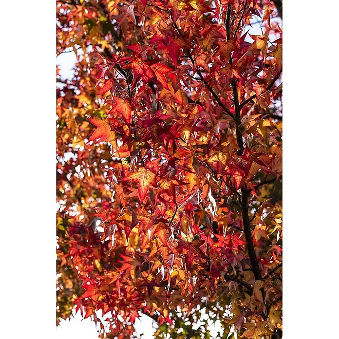 Pflanzen für dich Amberbaum 125-150 cm - Liquidambar styraciflua 'Worplesdon', Aktuelle Wuchshöhe: 125 cm - 150 cm - Leuchtend rote, orangefarbene und gelbe Herbstblätter an einem Baumast, von Sonnenlicht hinterleuchtet.