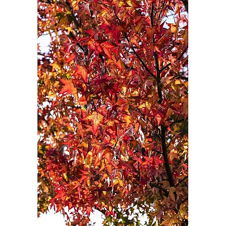 Pflanzen für dich  Amberbaum 100-125 cm