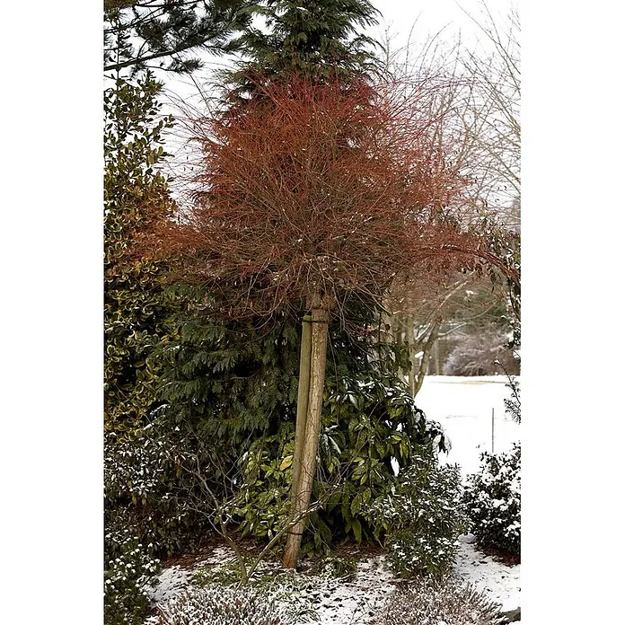 Pflanzen für dich Kätzchenweide 60-100 cm - Salix integra 'Hakuro Nishiki', Aktuelle Wuchshöhe: 60 cm - 100 cm - Ein kahler Baum mit auffällig roten Ästen und runder Krone, gestützt von Holzpfählen in einem verschneiten Wintergarten.
