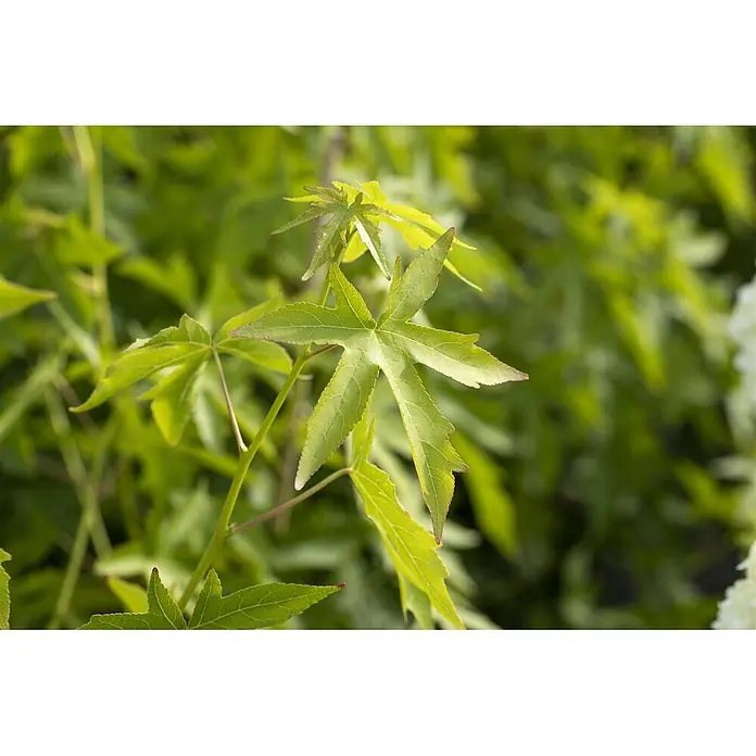 Pflanzen für dich Amberbaum 125-150 cm - Liquidambar styraciflua 'Worplesdon', Aktuelle Wuchshöhe: 125 cm - 150 cm - Helle grüne, sternförmige Blätter mit deutlichen Adern an dünnen Stielen.