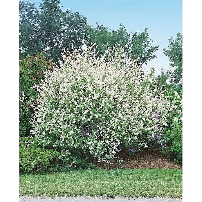 Pflanzen für dich Kätzchenweide 60-100 cm - Salix integra 'Hakuro Nishiki', Aktuelle Wuchshöhe: 60 cm - 100 cm - Üppiger panaschierter Weidenstrauch mit weiß-grünen Blättern in einer Gartenumgebung.