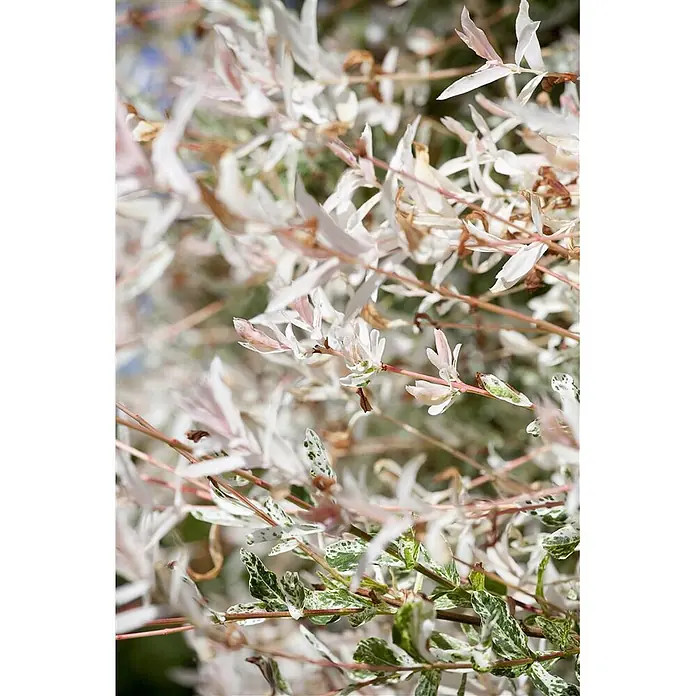 Pflanzen für dich Kätzchenweide 60-100 cm - Salix integra 'Hakuro Nishiki', Aktuelle Wuchshöhe: 60 cm - 100 cm - Nahaufnahme einer bunten Pflanze mit weißen, rosa und grün gesprenkelten Blättern an dünnen Ästen.