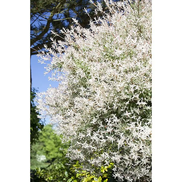 Pflanzen für dich Kätzchenweide 60-100 cm - Salix integra 'Hakuro Nishiki', Aktuelle Wuchshöhe: 60 cm - 100 cm - Nahaufnahme eines buschigen, panaschierten Strauchs mit grünen, weiß und rosa gesprenkelten Blättern, draußen unter blauem Himmel.