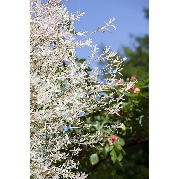 Pflanzen für dich Kätzchenweide 60-100 cm - Salix integra 'Hakuro Nishiki', Aktuelle Wuchshöhe: 60 cm - 100 cm - Lebhafter bunter Strauch mit zarten weiß-rosa Blättern, gemischt mit Grün.