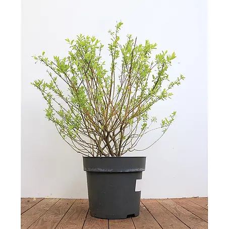 Pflanzen für dich  Kätzchenweide 60-100 cm