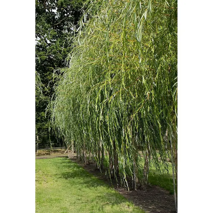 Pflanzen für dich Kätzchenweide 100-150 cm - Salix alba 'Tristis', Aktuelle Wuchshöhe: 100 cm - 150 cm - Reihe junger Trauerweiden mit langen, schmalen grünen Blättern, die einen grasbewachsenen Weg säumen.