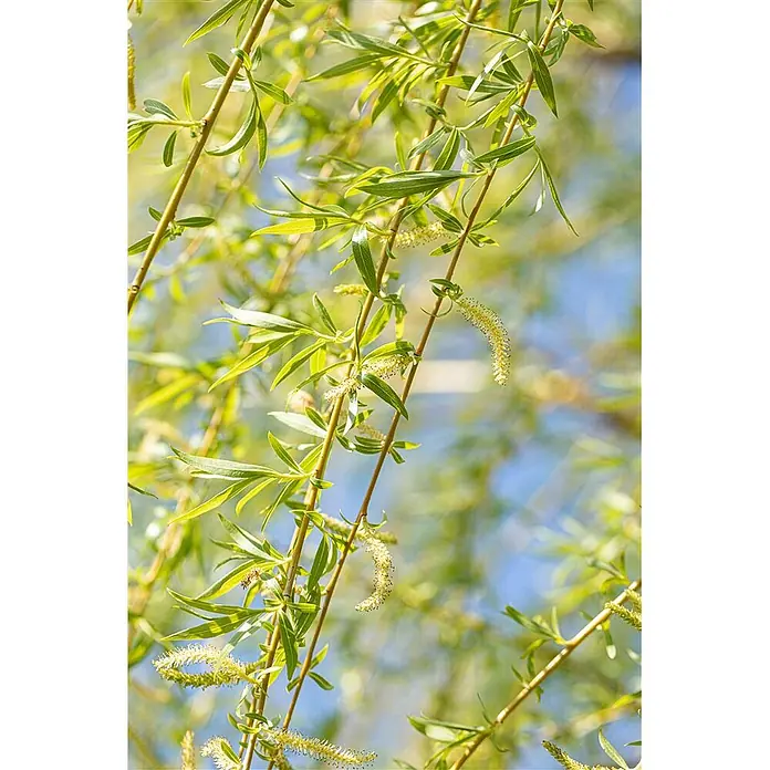 Pflanzen für dich Kätzchenweide 100-150 cm - Salix alba 'Tristis', Aktuelle Wuchshöhe: 100 cm - 150 cm - Nahaufnahme von leuchtend grünen Weidenzweigen mit schlanken Blättern und gelb-grünen Kätzchen vor unscharfem Hintergrund.
