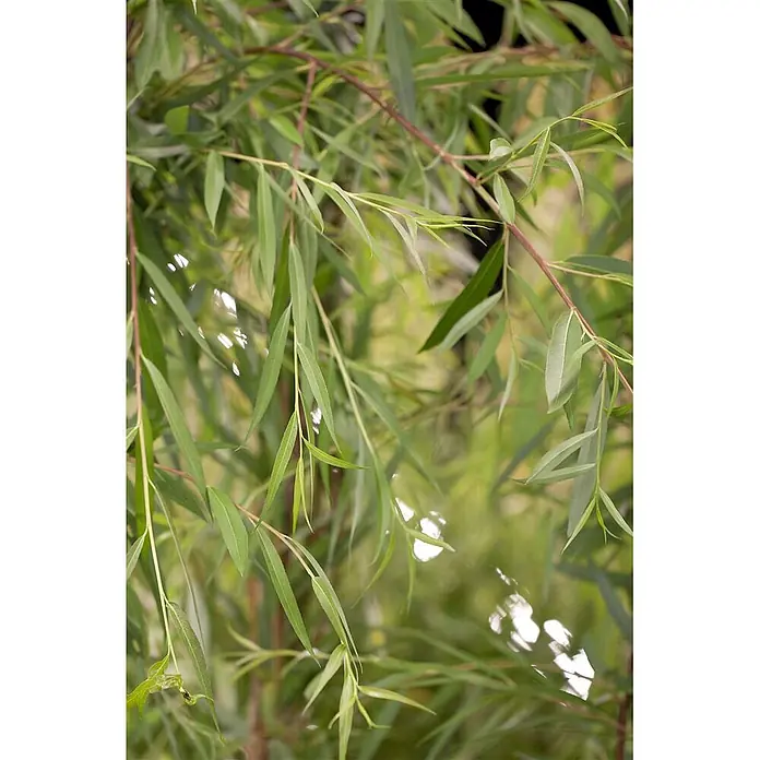Pflanzen für dich Kätzchenweide 100-150 cm - Salix alba 'Tristis', Aktuelle Wuchshöhe: 100 cm - 150 cm - Nahaufnahme von leuchtend grünen, länglichen Blättern an dünnen rötlich-braunen Zweigen einer dichten Pflanze.