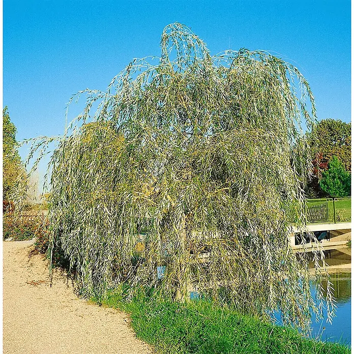 Pflanzen für dich Kätzchenweide 100-150 cm - Salix alba 'Tristis', Aktuelle Wuchshöhe: 100 cm - 150 cm - Ein großer Trauerweidenbaum mit langen, grünen und gelben herabhängenden Ästen steht an einem Weg neben einem Gewässer.