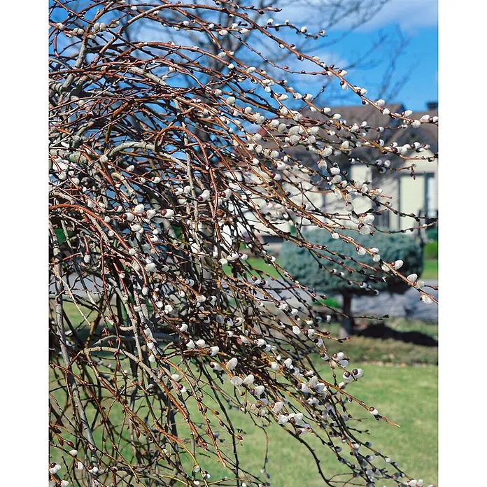 Pflanzen für dich Kätzchenweide 30-40 cm - Salix gracilistyla 'Mount Aso', Aktuelle Wuchshöhe: 30 cm - 40 cm - Nahaufnahme von Trauerweidenzweigen mit zahlreichen weißen, flauschigen Kätzchen in einem Garten.