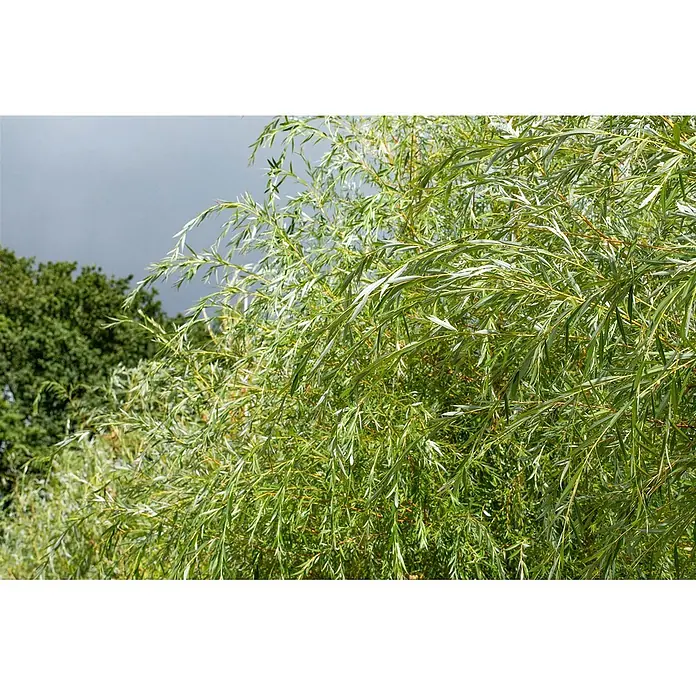 Pflanzen für dich Kätzchenweide 100-150 cm - Salix alba 'Tristis', Aktuelle Wuchshöhe: 100 cm - 150 cm - Üppige grüne Trauerweidenzweige mit langen, schlanken Blättern.