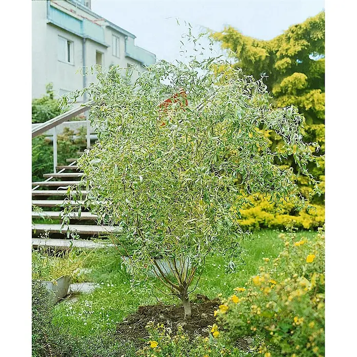 Pflanzen für dich Kätzchenweide 60-100 cm - Salix matsudana 'Tortuosa', Aktuelle Wuchshöhe: 60 cm - 100 cm - Ein junger Korkenzieherweidenbaum mit lockigen grünen Blättern und braunen Ästen, in einem Garten gepflanzt.