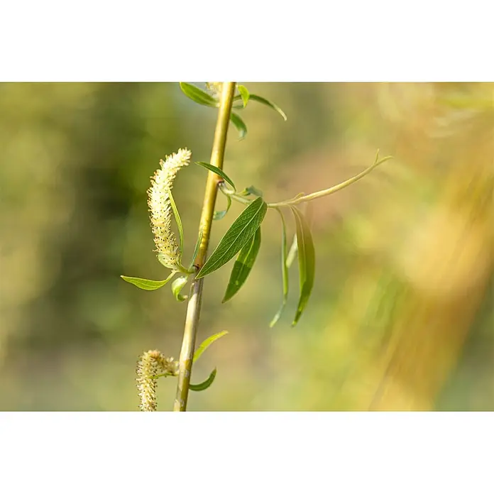 Pflanzen für dich Kätzchenweide 100-150 cm - Salix alba 'Tristis', Aktuelle Wuchshöhe: 100 cm - 150 cm - Nahaufnahme eines Weidenzweigs mit hellgrünen Blättern und weichen gelben Kätzchen im natürlichen Licht.