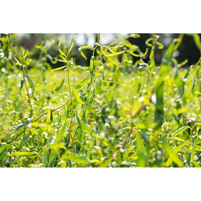 Pflanzen für dich Kätzchenweide 60-100 cm - Salix matsudana 'Tortuosa', Aktuelle Wuchshöhe: 60 cm - 100 cm - Leuchtend grüne, gelockte Blätter einer Pflanze baden im hellen Sonnenlicht und erzeugen eine üppige Textur.