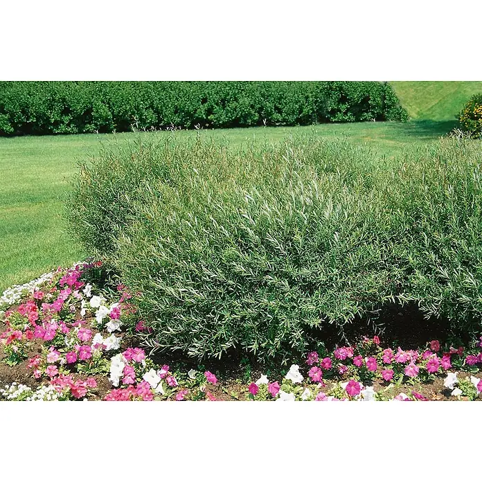 Pflanzen für dich Kätzchenweide 150-175 cm - Salix purpurea 'Nana', Aktuelle Wuchshöhe: 150 cm - 175 cm - Üppiger grüner Busch mit schmalen Blättern, umrahmt von lebhaften rosa und weißen Blumen im Garten.