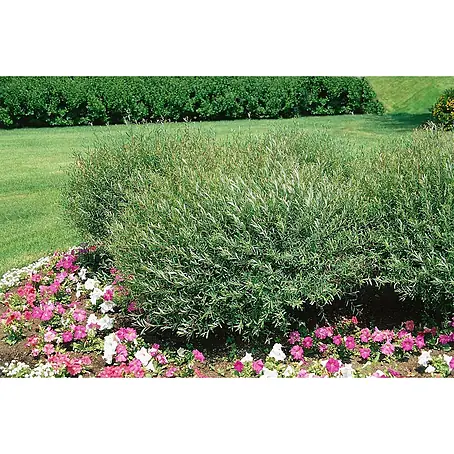 Pflanzen für dich  Kätzchenweide 60-100 cm
