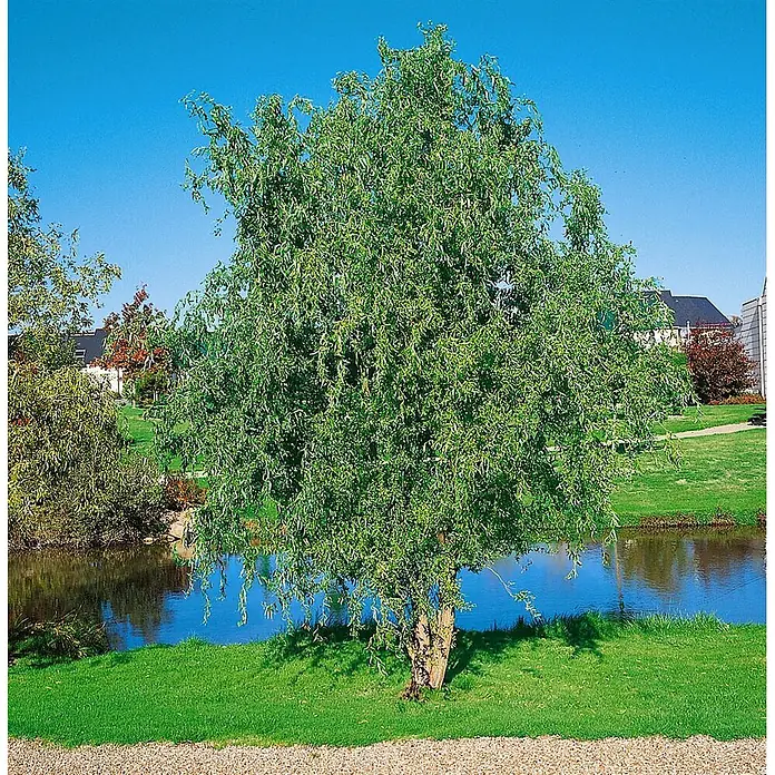 Pflanzen für dich Kätzchenweide 60-100 cm - Salix matsudana 'Tortuosa', Aktuelle Wuchshöhe: 60 cm - 100 cm - Grüner Laubbaum am Teich mit Rasen und Häusern im Hintergrund.