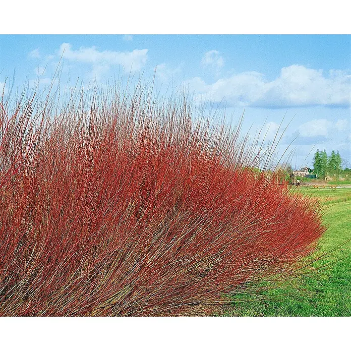 Pflanzen für dich Kätzchenweide 150-175 cm - Salix purpurea 'Nana', Aktuelle Wuchshöhe: 150 cm - 175 cm - Großer Busch mit leuchtend roten Ästen, der eine auffällige Farbnote in einer natürlichen Außenlandschaft setzt.