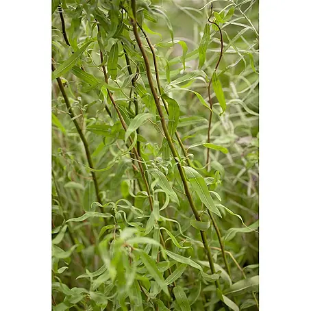 Pflanzen für dich  Kätzchenweide 60-100 cm