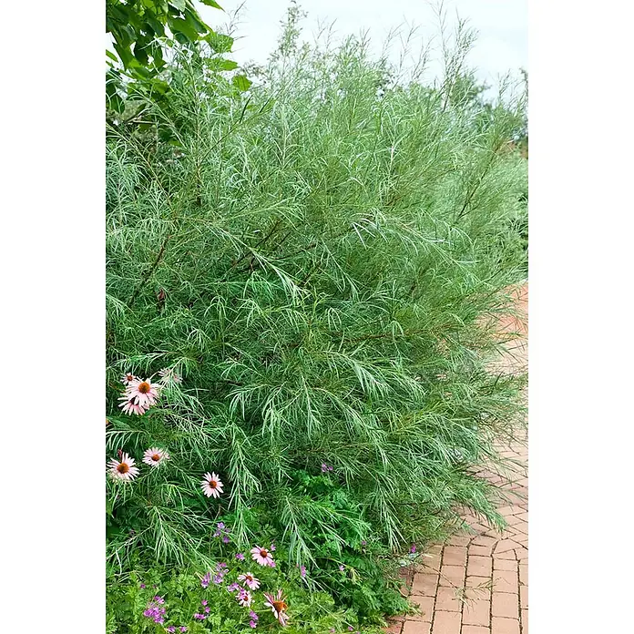 Pflanzen für dich Kätzchenweide 150-175 cm - Salix purpurea 'Nana', Aktuelle Wuchshöhe: 150 cm - 175 cm - Buschige Pflanze mit schmalen, silbrig-grünen Blättern und rosa Blüten im Garten.