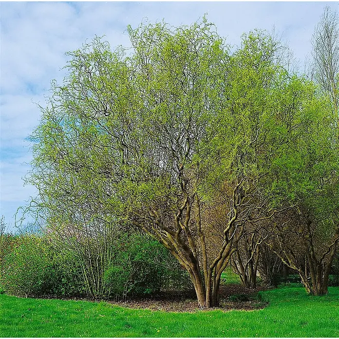 Pflanzen für dich Kätzchenweide 60-100 cm - Salix matsudana 'Tortuosa', Aktuelle Wuchshöhe: 60 cm - 100 cm - Korkenzieherweide mit leuchtend hellgrünen Blättern und einzigartig gewundenen Ästen in einer grasbewachsenen Parkanlage.