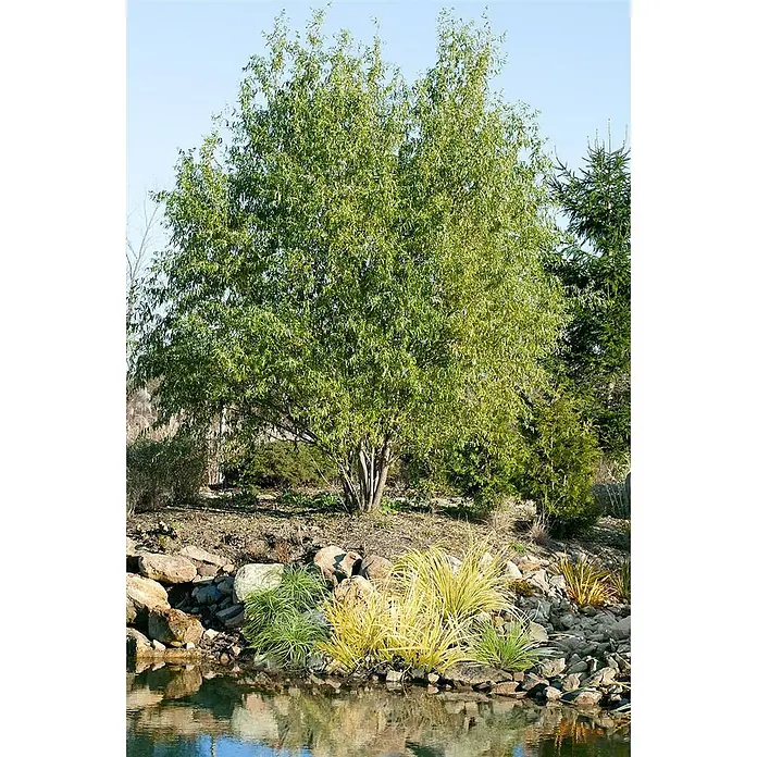Pflanzen für dich Kätzchenweide 60-100 cm - Salix matsudana 'Tortuosa', Aktuelle Wuchshöhe: 60 cm - 100 cm - Ein üppiger grüner Baum mit mehreren Stämmen steht neben einem Teich, umgeben von Steinen und verschiedenen Pflanzen.