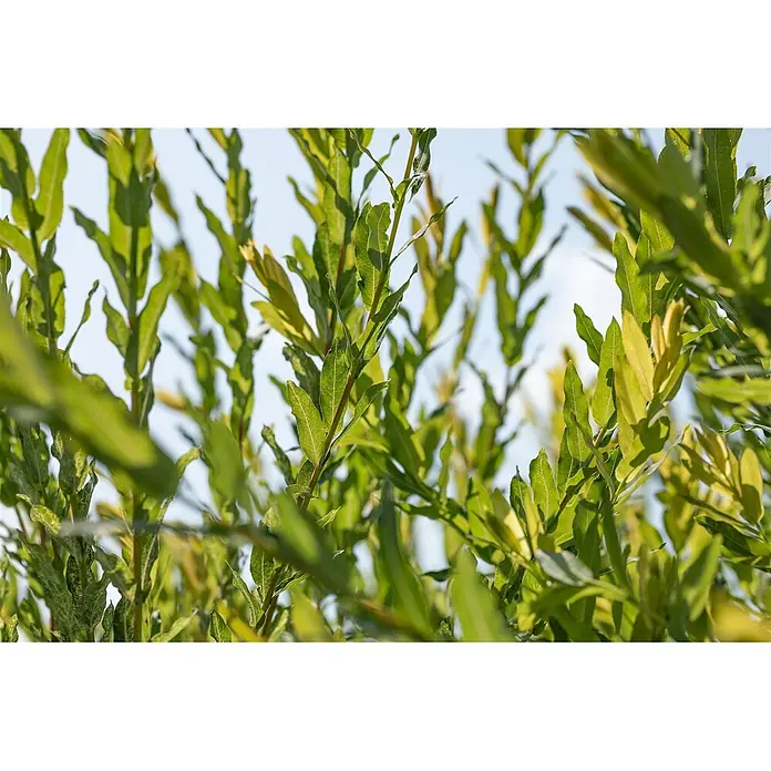 Pflanzen für dich Kätzchenweide 150-175 cm - Salix purpurea 'Nana', Aktuelle Wuchshöhe: 150 cm - 175 cm - Üppig grüne Blätter einer Pflanze, leuchtend und von natürlichem Licht beleuchtet.