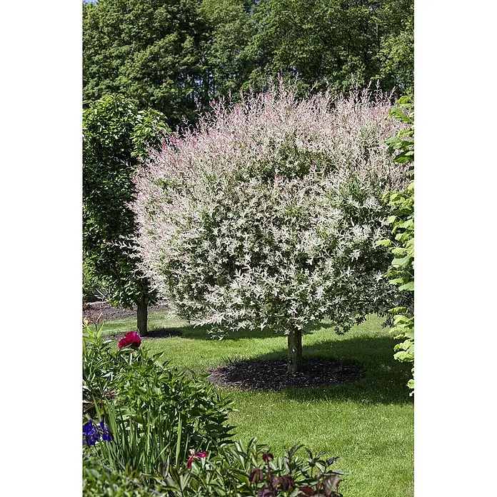 Pflanzen für dich Kätzchenweide 30-40 cm - Salix integra 'Hakuro Nishiki', Aktuelle Wuchshöhe: 30 cm - 40 cm - Ein lebhafter Harlekinweidenbaum mit auffälligem rosa, weißem und grünem Blätterwerk in einem üppigen Garten.