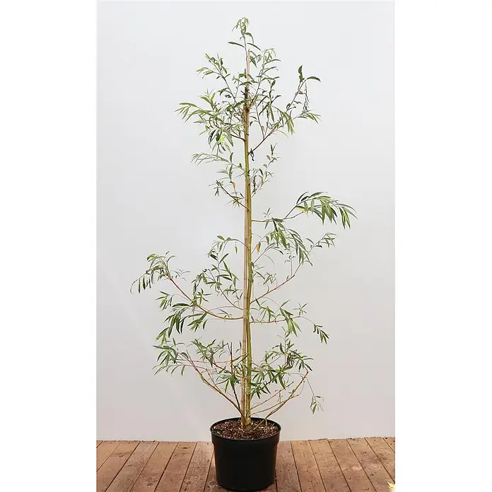 Pflanzen für dich Kätzchenweide 125-150 cm - Salix alba 'Tristis', Aktuelle Wuchshöhe: 125 cm - 150 cm - Hohe, schlanke Grünpflanze mit kleinen Blättern im schwarzen Topf, gestützt von einem Holzstab.