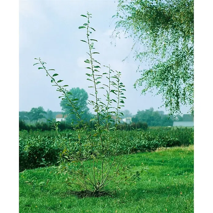 Pflanzen für dich Kätzchenweide 60-100 cm - Salix cinerea, Aktuelle Wuchshöhe: 60 cm - 100 cm - Ein kleiner, mehrstämmiger grüner Strauch mit schlanken Ästen und frischen Blättern, im Freien gepflanzt.