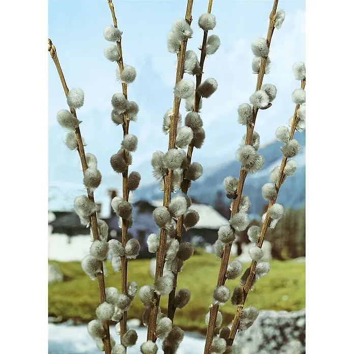 Pflanzen für dich Kätzchenweide 150-175 cm - Salix caprea 'Mas', Aktuelle Wuchshöhe: 150 cm - 175 cm - Flauschige Weidenkätzchenzweige mit weichen, silbergrauen Kätzchen vor einer verschwommenen Naturkulisse.