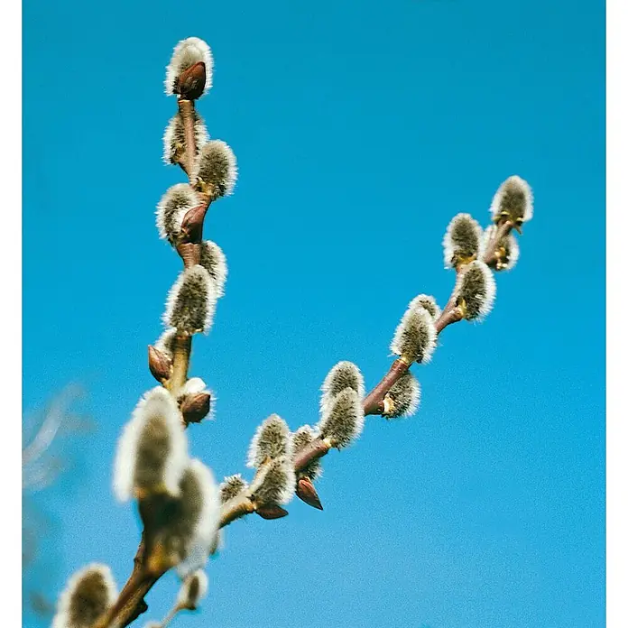Pflanzen für dich Kätzchenweide 60-100 cm - Salix cinerea, Aktuelle Wuchshöhe: 60 cm - 100 cm - Weidenkätzchenzweige mit flauschigen Kätzchen und braunen Ästen vor blauem Himmel.