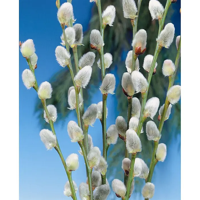 Pflanzen für dich Kätzchenweide 150-175 cm - Salix caprea 'Mas', Aktuelle Wuchshöhe: 150 cm - 175 cm - Mehrere Weidenkätzchenzweige mit weichen, flauschigen grau-weißen Kätzchen und grünen Stielen.