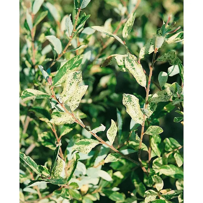 Pflanzen für dich Kätzchenweide 60-100 cm - Salix cinerea, Aktuelle Wuchshöhe: 60 cm - 100 cm - Panaschierte Pflanzenblätter mit grüner und cremefarbener Sprenkelung an rötlichen Stielen.