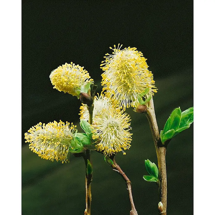 Pflanzen für dich Kätzchenweide 150-175 cm - Salix caprea 'Mas', Aktuelle Wuchshöhe: 150 cm - 175 cm - Nahaufnahme mehrerer flauschiger gelber Weidenkätzchen an Zweigen mit jungen grünen Blättern.