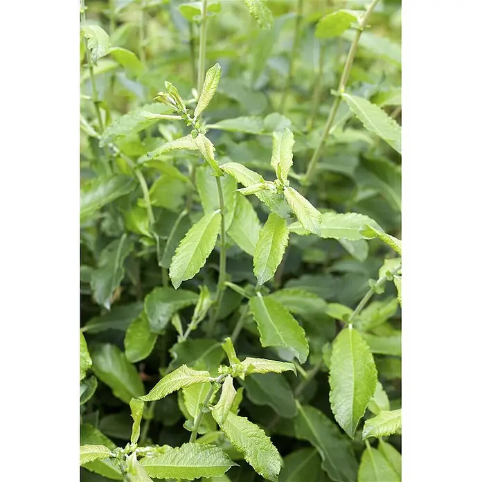 Pflanzen für dich Kätzchenweide 60-100 cm - Salix cinerea, Aktuelle Wuchshöhe: 60 cm - 100 cm - Üppige grüne Pflanze mit länglichen, gezackten Blättern an schlanken Stielen, dichtes Laubwerk.