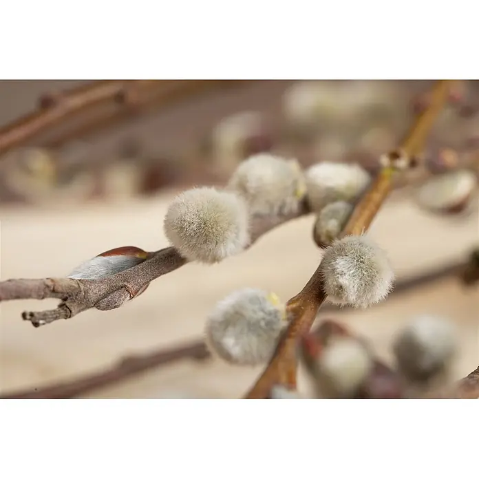 Pflanzen für dich Kätzchenweide 150-175 cm - Salix caprea 'Mas', Aktuelle Wuchshöhe: 150 cm - 175 cm - Flauschige, silbergraue Weidenkätzchen an braunen Zweigen, den Frühling ankündigend.