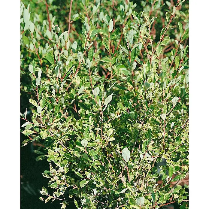 Pflanzen für dich Kätzchenweide 60-100 cm - Salix cinerea, Aktuelle Wuchshöhe: 60 cm - 100 cm - Panaschierter Strauch mit grünen und cremefarbenen Blättern an rötlichen Stielen.