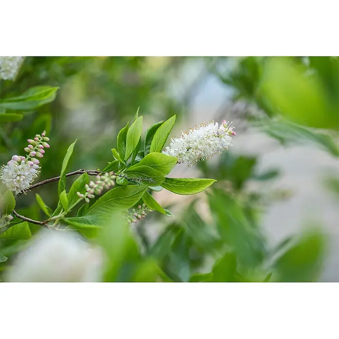 Pflanzen für dich Traubenheide 40-60 cm - Clethra alnifolia 'Sixteen Candles' - Zweig mit weißen Blüten, rosa Knospen und grünen Blättern.