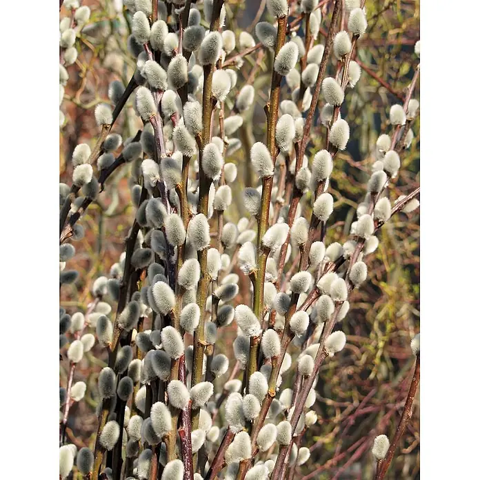Pflanzen für dich Kätzchenweide 150-175 cm - Salix caprea 'Mas', Aktuelle Wuchshöhe: 150 cm - 175 cm - Zahlreiche weiche, graue Weidenkätzchen blühen an dunkelbraunen Zweigen.