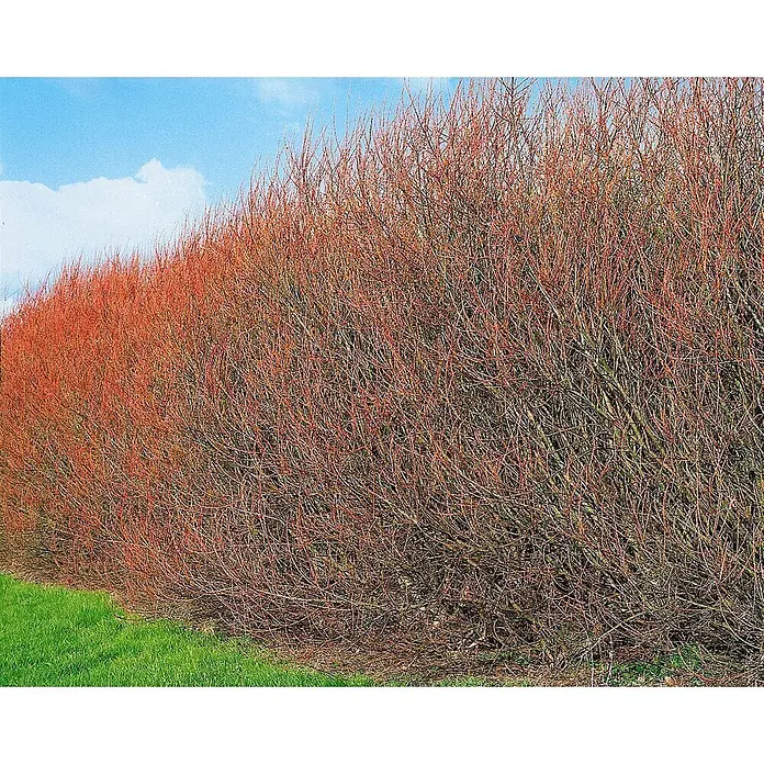 Pflanzen für dich Rosmarinweide 60-100 cm - Salix rosmarinifolia - Eine lange Reihe laubabwerfender Sträucher mit leuchtend rot-orangen Zweigen, die eine markante Winterhecke gegen einen blauen Himmel bilden.