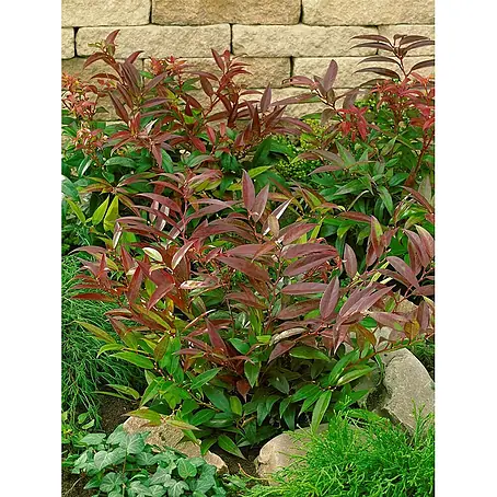 Pflanzen für dich  Traubenheide 20-30 cm