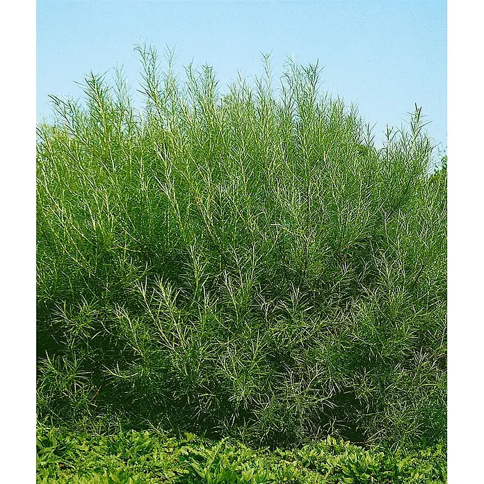 Pflanzen für dich Rosmarinweide 60-100 cm - Salix rosmarinifolia - Dichter grüner Strauch mit schmalen, feinen Blättern und aufrechten Ästen.