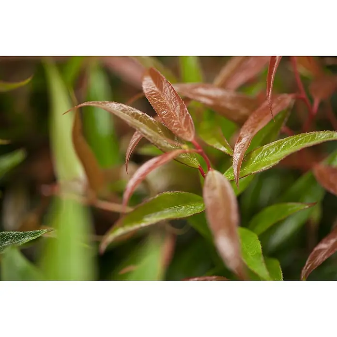 Pflanzen für dich Traubenheide 20-30 cm - Leucothoe keiskei 'Burning Love' - Lebhafte rote und grüne neue Pflanzenblätter.