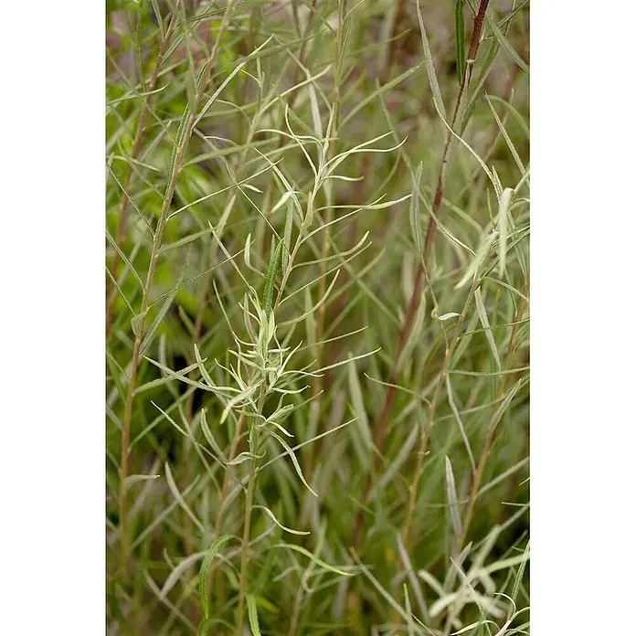 Pflanzen für dich Rosmarinweide 60-100 cm - Salix rosmarinifolia - Pflanze mit zahlreichen dünnen, linearen, hellgrünen Blättern und rötlich-braunen Stielen.