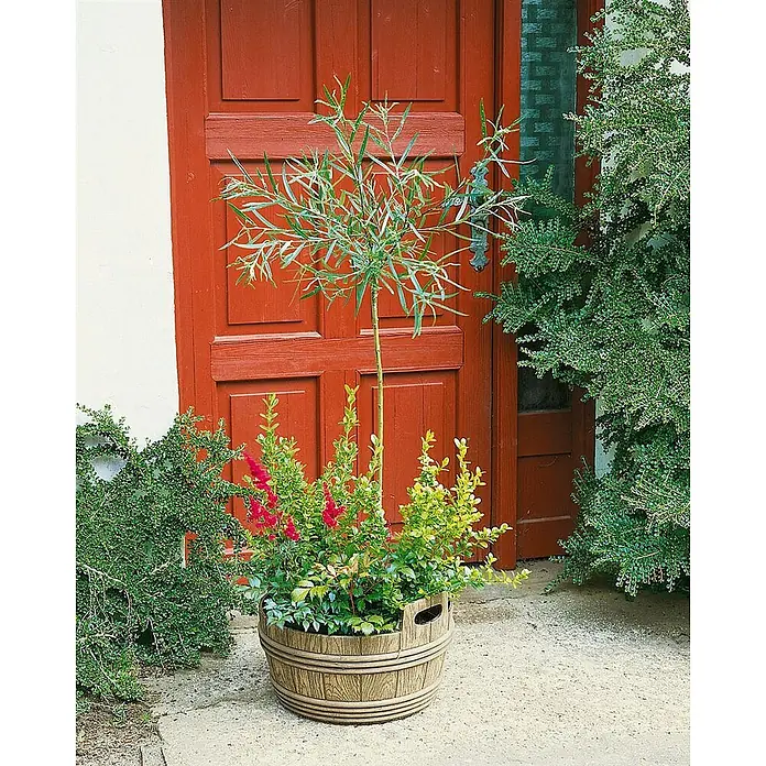 Pflanzen für dich Rosmarinweide 60-100 cm - Salix rosmarinifolia - Brauner fassförmiger Pflanzkübel mit Holzmaserung, gefüllt mit Pflanzen und Blumen, vor einer roten Tür platziert.