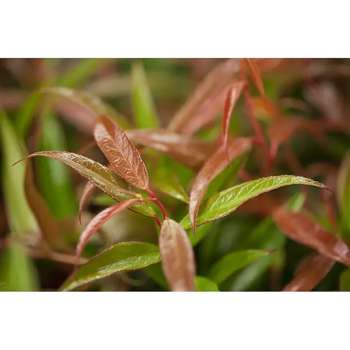 Pflanzen für dich Traubenheide 20-30 cm - Leucothoe keiskei 'Burning Love' - Glänzende junge Pflanzenblätter in Rotbraun- und Grüntönen, mit zarten, leicht gesägten Rändern.
