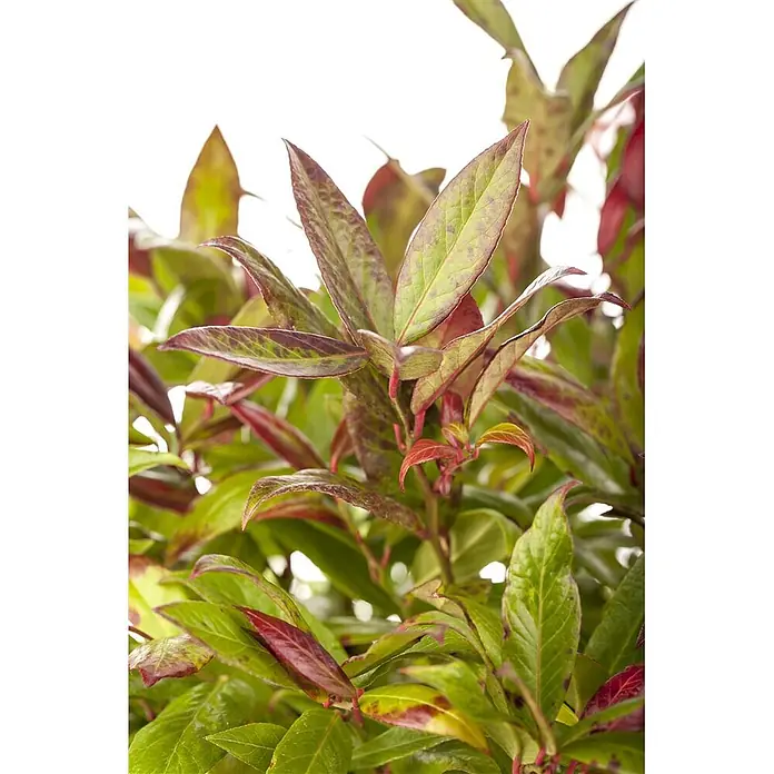 Pflanzen für dich Traubenheide 25-30 cm - Leucothoe walteri 'Zeblid' - Pflanze mit grünen und rötlich-burgunderfarbenen Blättern. Jüngere Blätter zeigen intensiveres Rot.