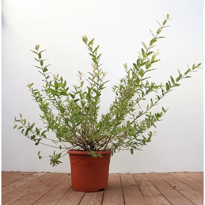 Pflanzen für dich Kätzchenweide 40-60 cm - Salix integra 'Hakuro Nishiki', Aktuelle Wuchshöhe: 40 cm - 60 cm - Buschartige grüne Pflanze mit vielen Ästen in einem runden, terrakottafarbenen Topf.